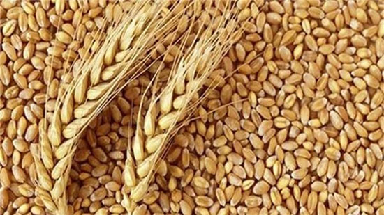 الزراعة تنصح بزراعة القمح قبل 10 نوفمبر