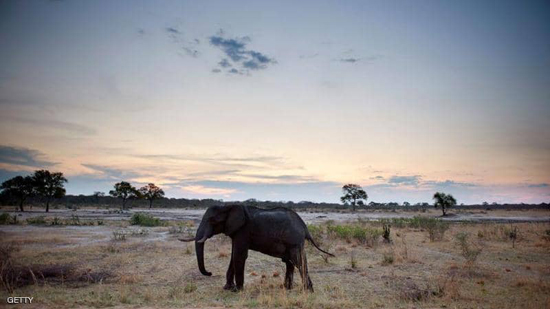 زيمبابوي تنفذ أكبر عملية نقل حيوانات في تاريخها