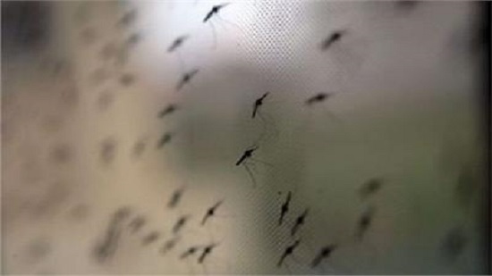  وزارة الصحة: مستعدون لصد أي هجمات من الحشرات الناقلة للأمراض
