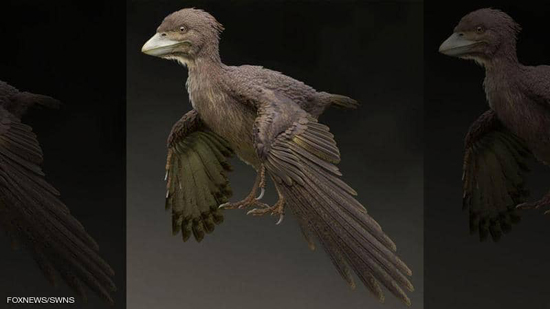  عاش قبل 120 مليون عام.. العثور على أحفورة طائر 