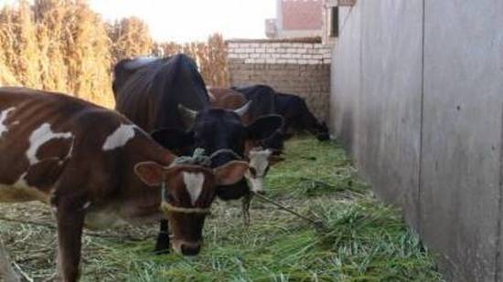حملة مكبرة لتحصين الماشية في المنيا
