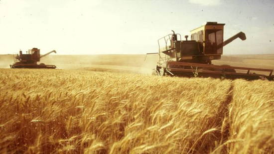 الزراعة تنفى تراجع الحكومة عن شراء القمح من المزارعين هذا العام