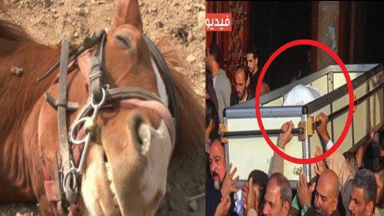 ​«رفض الطعام والشراب بشكل نهائي».. حزنًا على صاحبه.. حصان شعبان عبد الرحيم يتوفى حزنًا عليه
