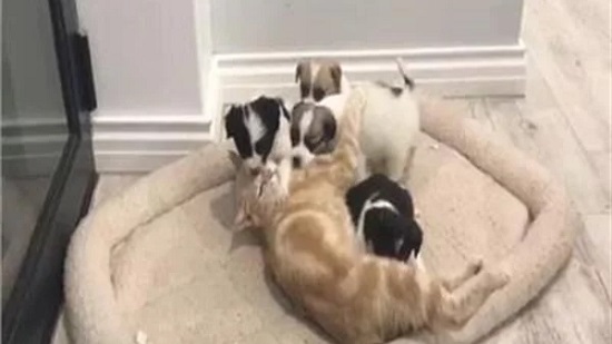 قطة تتبنى مجموعة من الكلاب الصغار بعد نفوق قططها الرضع