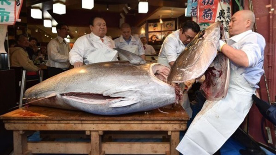 بيع سمكة تونة بسعر 1.8 مليون دولار في مزاد باليابان