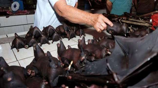 رغم ترجيح العلماء تسببه في فيروس كورونا.. سوق صينية تتمسك ببيع الخفافيش