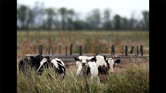  خفض صادرات الأبقار الأرجنتينية للصين بسبب فيروس كورونا 