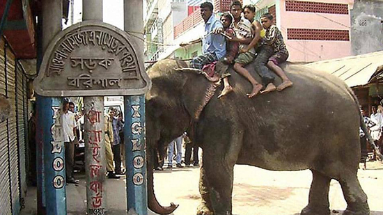 انتصار للمدافعين عن الحيوانات.. وفيلة بنغلادش المستفيدة