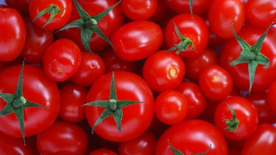 الزراعة: تطلق عدد من التوصيات لمشاتل «الطماطم» لزيادة الإنتاج
