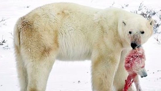 صدمة بيئية..الدببة القطبية تأكل بعضها بسبب تغير المناخ وأنشطة البشر