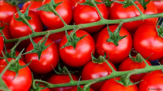 الطماطم تبدأ من جنيهين للكيلو.. أسعار الخضراوات والفاكهة اليوم الجمعة 6-3-2020