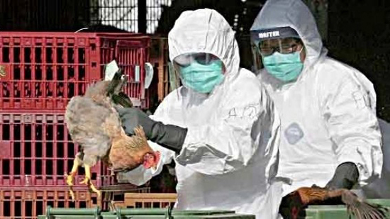 فصيلة شديدة العدوى.. انتشار كبير لفيروس إنفلونزا الطيور بالفلبين