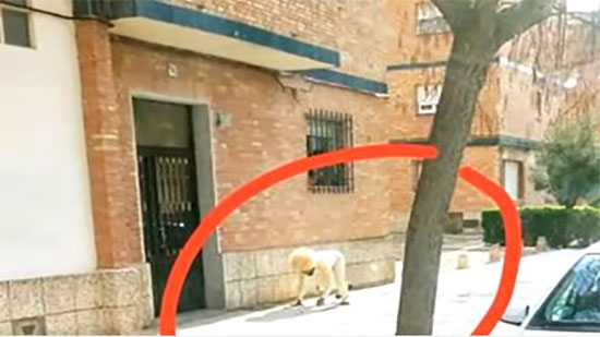 بالفيديو.. إسباني يتنكر بزي كلب لخرق حظر التجول
