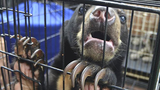فيروس كورونا: كيف سلطت الجائحة الضوء على تجارة لحوم الحيوانات البرية في الصين؟