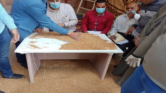  افتتاح موسم توريد واستلام القمح من المزارعين