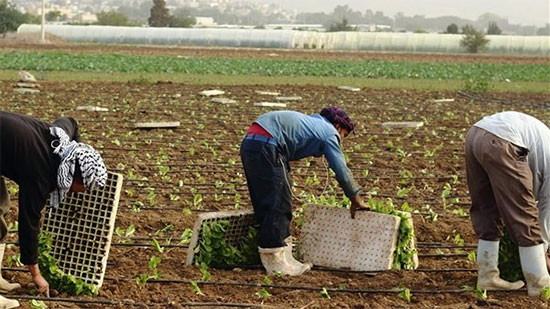 الزراعة: عمالة المزارع انخفضت ٥٠٪ بسبب كورونا