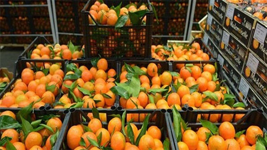 الزراعة: مصر الأولى عالميا في تصدير البرتقال