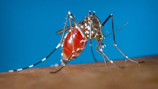 هل الإصابة بفيروس كورونا ممكنة عن طريق البعوض؟