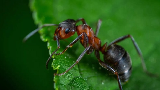 علاج منزلي وسريع للدغة النمل
