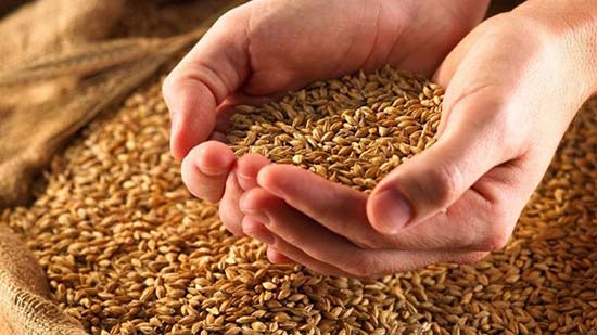 الحكومة تنفي تراجعها عن شراء القمح من المزارعين وفقا للأسعار المحددة 