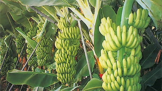 «الزراعة» تصدر 6 توصيات فنية لمزارعي الموز