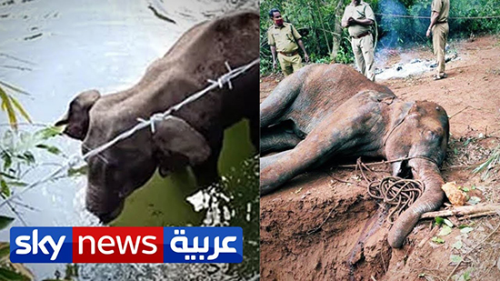 مقتل أنثى الفيل الحامل في الهند يبكي العالم والشرطة تلقي القبض على المشتبه به 