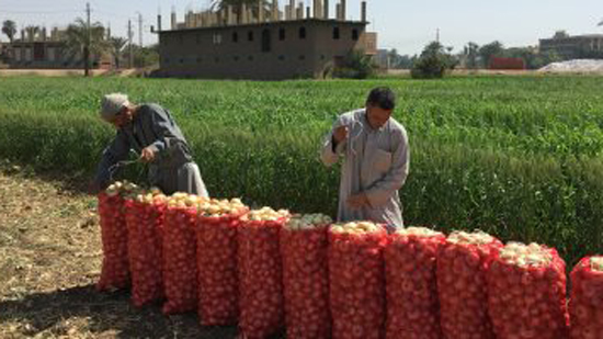 الزراعة: ارتفاع صادرات البصل والثوم لـ282 ألف طن إلى جميع الأسواق العالمية