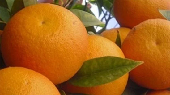 «الزراعة»: أدخلنا شحنة برتقال لواحد «من أصعب الأسواق».. سنغزو العالم