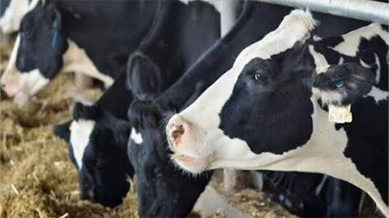 الزراعة: تحصين 924 ألف رأس ماشية ضد 5 أمراض وبائية 