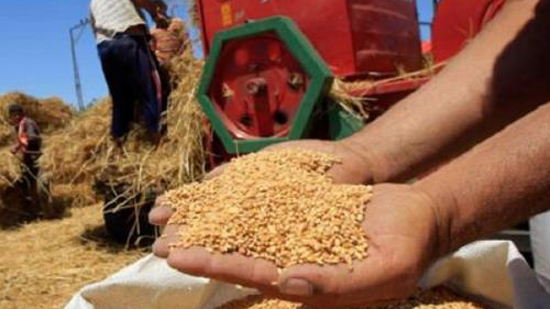 محافظ بني سويف... تحقيق 110.4%  من المستهدف توريده من القمح
