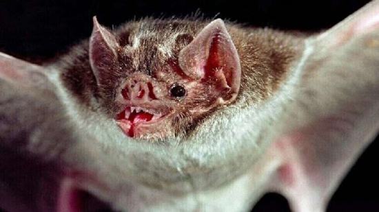 بعد نقلها لكورونا دون أن تصاب.. علماء يحاولون فك شفرات الخفافيش لإيجاد علاجات