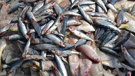 النيابة تتحفظ على 5 أطنان أسماك مملحة فاسدة بمصنع في الإسكندرية
