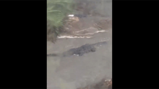 رصد تمساح ضخم يسبح في مياه الفيضانات الأمريكية... فيديو