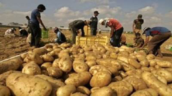 الزراعة: صادرات البطاطس لروسيا بلغت 200 ألف طن منذ بداية 2020