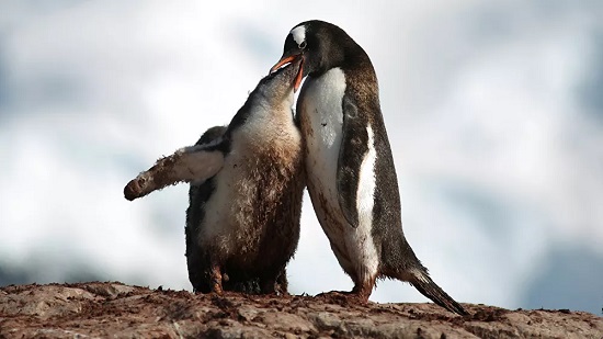 العثور على مومياوات البطريق القديمة في القارة القطبية الجنوبية