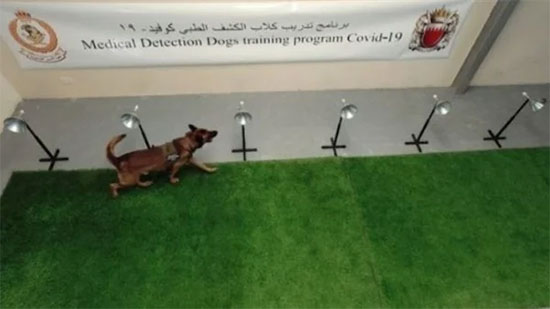 البحرين تستخدم الكلاب البوليسية لاكتشاف المصابين بـ فيروس كورونا