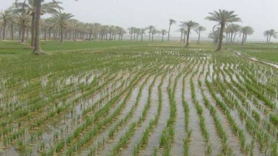 حصاد 214 ألف و 593 فدان أرز وكبس وتجميع 246 ألف و 507 طن قش أرز منذ بدء موسم الحصاد
