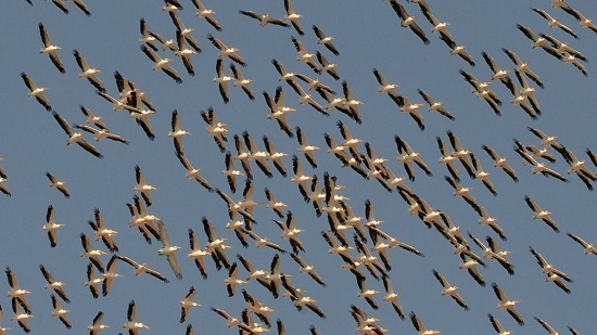 الطيور المهاجرة تعيش نمطا أكثر حركة وتنفق في سنّ أصغر
