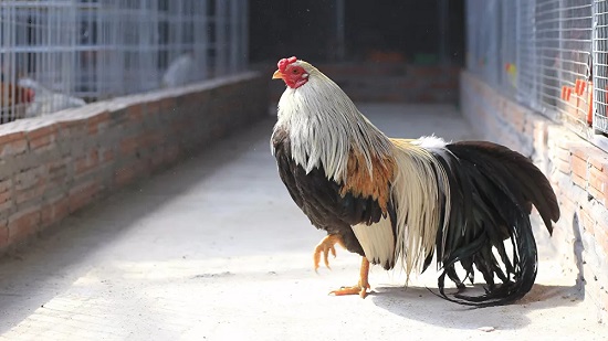 هولندا تعدم 190 ألف دجاجة