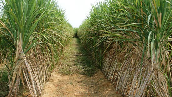الحكومة تناقش خطة تطوير زراعة قصب السكر باستخدام طرق الري الحديثة 
