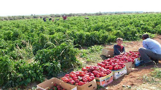 الحكومة: ارتفاع صادرات مصر الزراعية 4.8 مليون طن