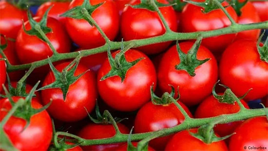أسعار الطماطم اليوم في سوق الجملة
