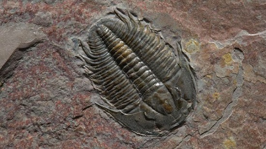 علماء يكتشفون أحفورة ثلاثية الفصوص عمرها 500 مليون عام