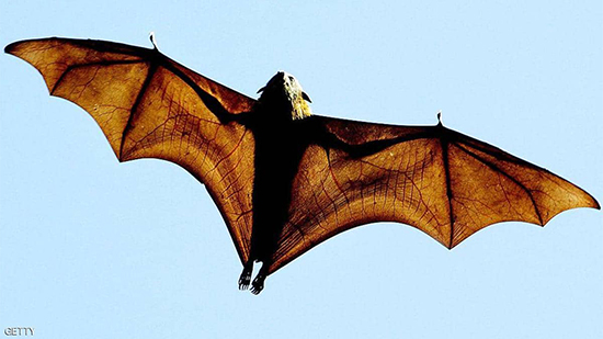 المرأة الخفاش تحذر: فيروسات أخرى من أسرة كورونا قد تنتقل لنا