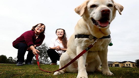 مطارات أستراليا لاستخدام الكلاب للكشف عن مصابي وحاملي فيروس كورونا