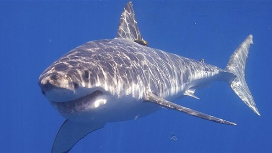 «البيئة»: سلوك الإنسان وراء هجمات أسماك القرش فى مرسى علم