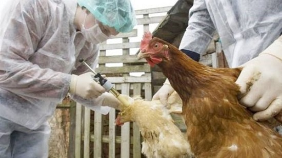وزير الزراعة لرئيس دواجن الوطنية : صحة الحيوان العالمية اعتمدت مناطق خالية من إنفلونزا الطيور بمصر 
