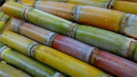 «الزراعة» تصدر 15 توصية فنية لمزارعي قصب السكر