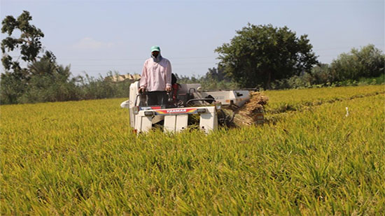 حصاد قطاع الزراعة في عام: تحقيق الاكتفاء الذاتي من الأرز والخضر والفاكهة