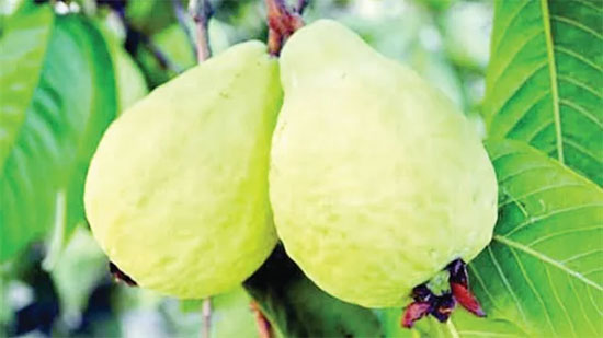 
يجب مراعاتها.. الزراعة تصدر نشرة بالتوصيات الفنية لمزارعي محصول الجوافة
